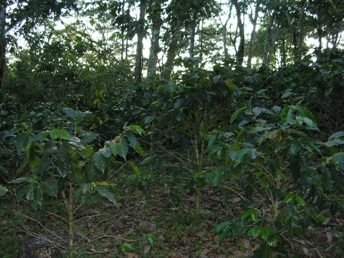 cafetal-ne-.jpg